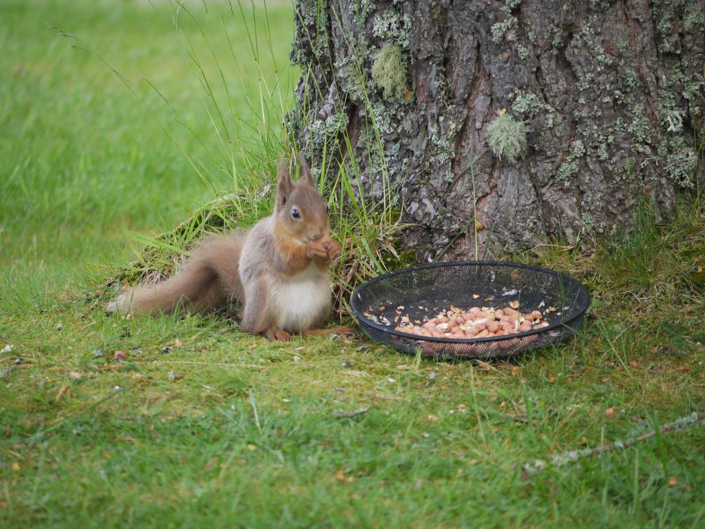 Dava School House Bed & Breakfast Grantown-on-Spey Bagian luar foto